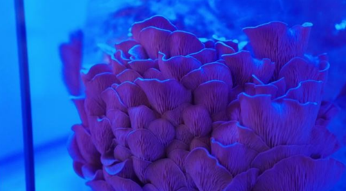 圖片關(guān)鍵詞 http://www.mushroommarket.net/file/upload/201912/05/08-33-43-94-283825.png