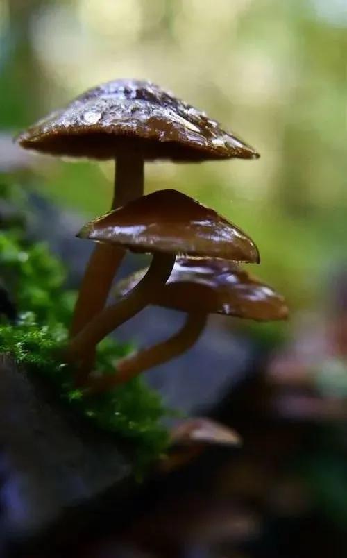 國家蘑菇地理：中國哪里的蘑菇最好吃？