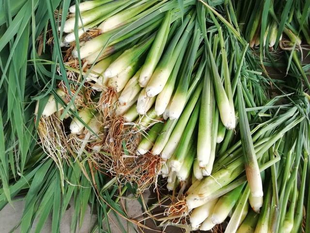 國家蘑菇地理：中國哪里的蘑菇最好吃？