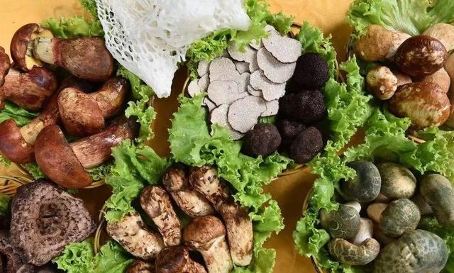 國家蘑菇地理：中國哪里的蘑菇最好吃？