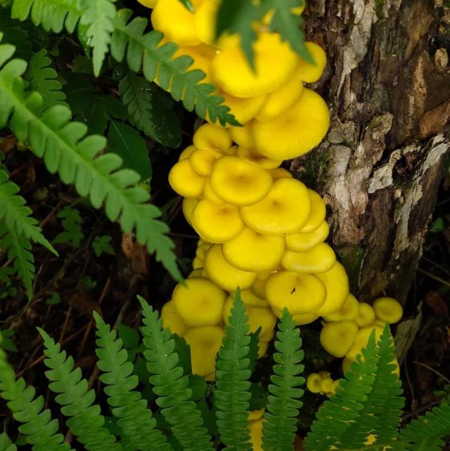 國家蘑菇地理：中國哪里的蘑菇最好吃？