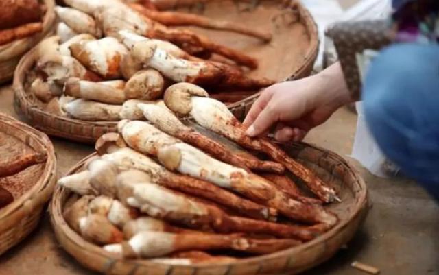 國家蘑菇地理：中國哪里的蘑菇最好吃？