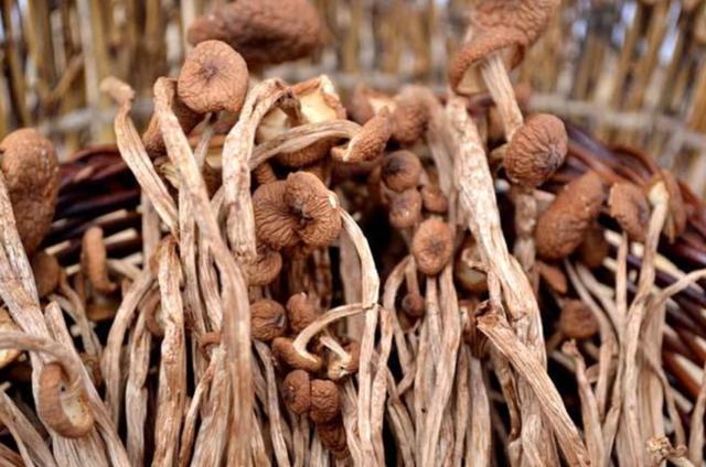 國家蘑菇地理：中國哪里的蘑菇最好吃？