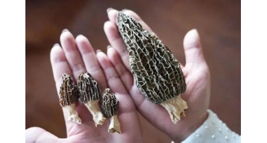 行業(yè)動態(tài)